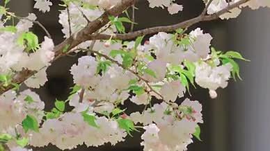唯美樱花粉色花瓣视频的预览图